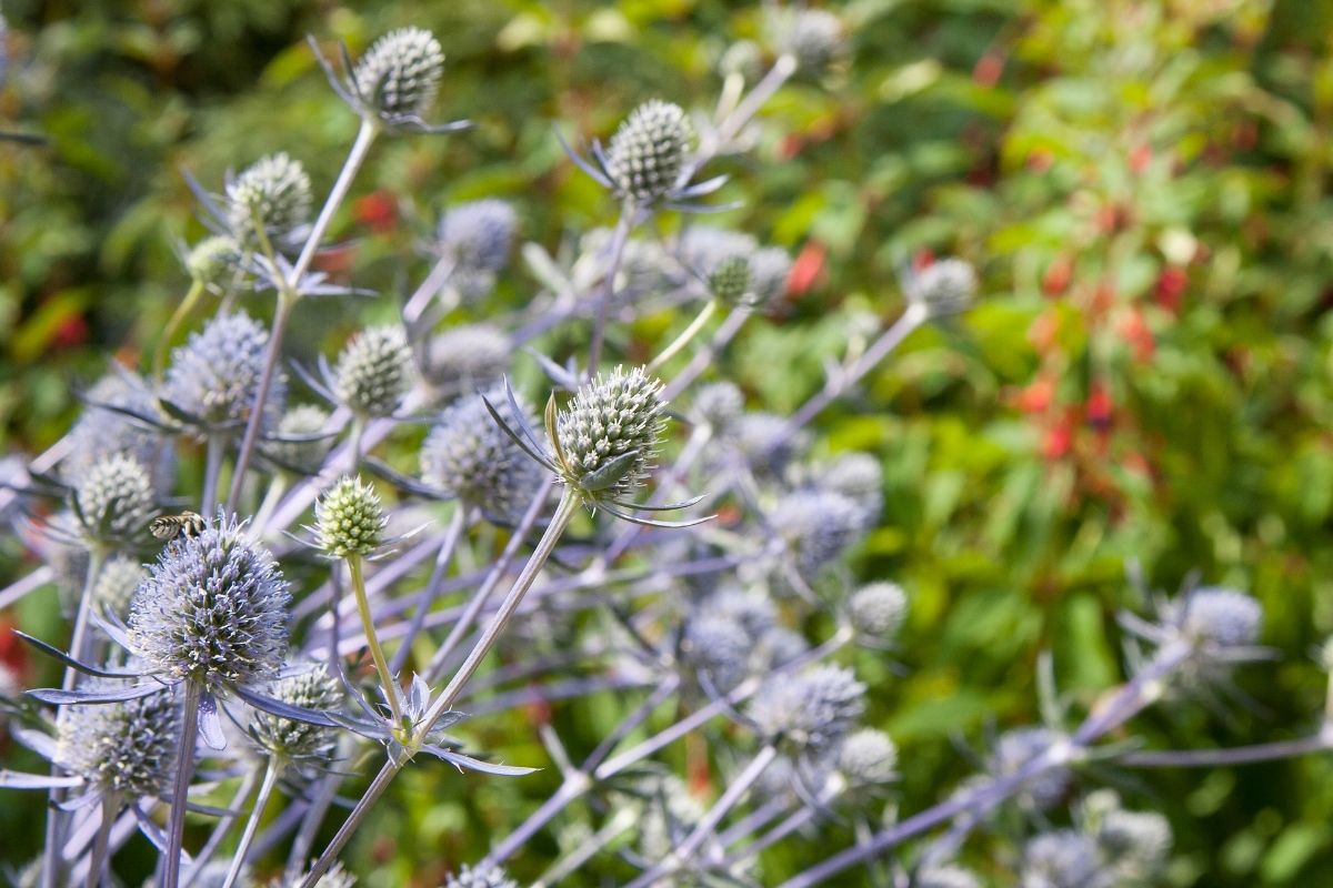 plant